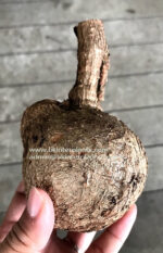 1 Bulb Sterculia Colorata - Image 5