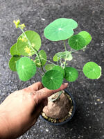 1 Bulb Stephania Erecta Craib - Image 2