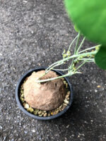 1 Bulb Stephania Erecta Craib - Image 3