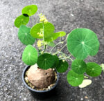 1 Bulb Stephania Erecta Craib