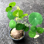 1 Bulb Stephania Erecta Craib