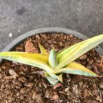 Sansevieria " 1970 Yellow Var. "