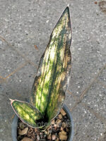 Sansevieria " Copper Yellow Variegated " - Image 4