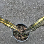 Sansevieria " Copper Yellow Variegated "