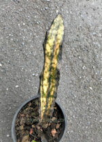 Sansevieria " Copper Yellow Variegated " - Image 2