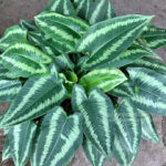 Schismatoglottis wallichii Leaf