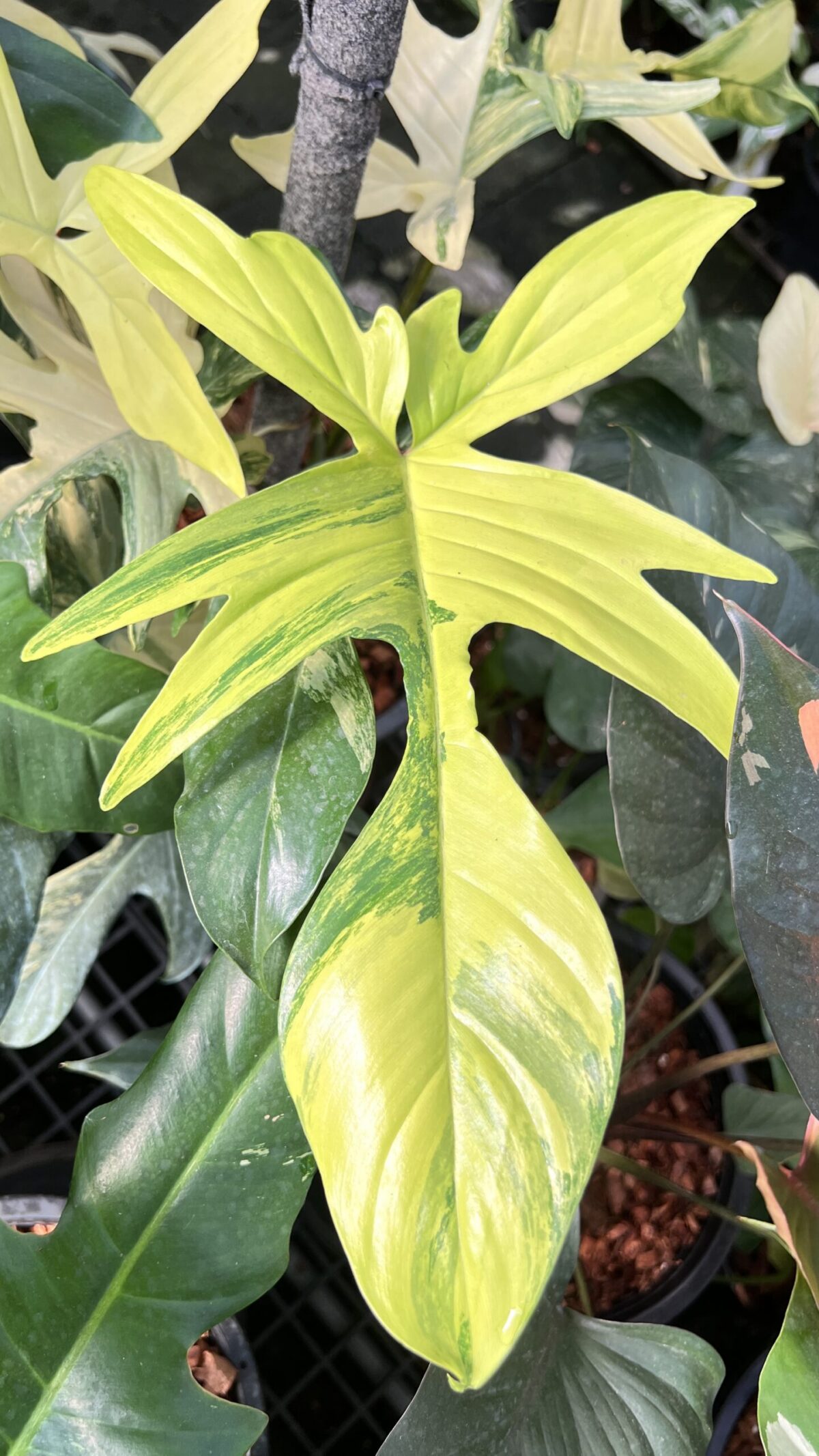 10 Plants Philodendron Florida Beauty Variegated - Image 3