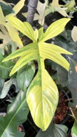 10 Plants Philodendron Florida Beauty Variegated