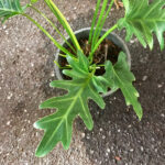 Philodendron Queen Xanadu