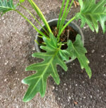 Philodendron Queen Xanadu