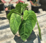 Syngonium macrophyllum Frosted Heart - Image 2
