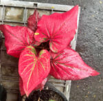 Caladium " Vol.1 "
