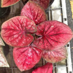 Caladium " Vol.2 "