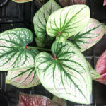 Caladium " Vol.3 "
