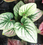 Caladium " Vol.3 "