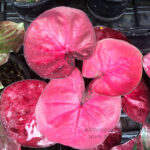 Caladium " Vol.4 "