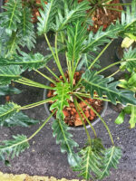 Philodendron Queen Xanadu - Image 2