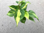 Philodendron Scandens Brasil - Image 3