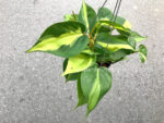 Philodendron Scandens Brasil - Image 4
