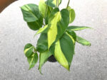 Philodendron Scandens Brasil - Image 2