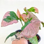 Syngonium Pink Lava / Pink Beauty