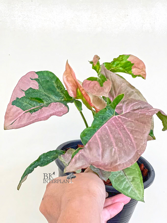 img_2612_1.jpg Syngonium Pink Lava / Pink Beauty - Image 1