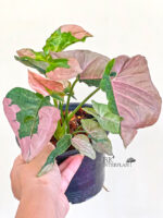 Syngonium Pink Lava / Pink Beauty - Image 2