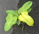 Philodendron Violin Yellow - Image 4
