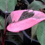 Philodendron Pink Princess Variegated