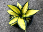 Sansevieria " Trifasciata Super Golden " - Image 2
