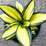 Sansevieria " Trifasciata Super Golden "