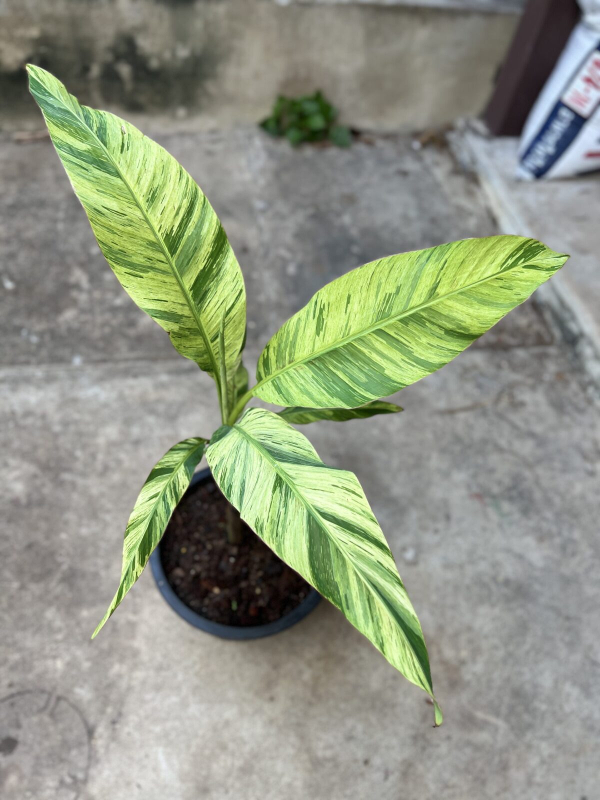 5 Plants Musa acuminata Colla Simmonds Variegated - Image 4