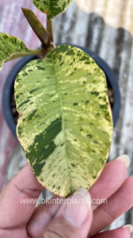 Plumeria Tiger Variegated - Image 2