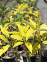 Plumeria Poung Roi Golden Leaf Variegated