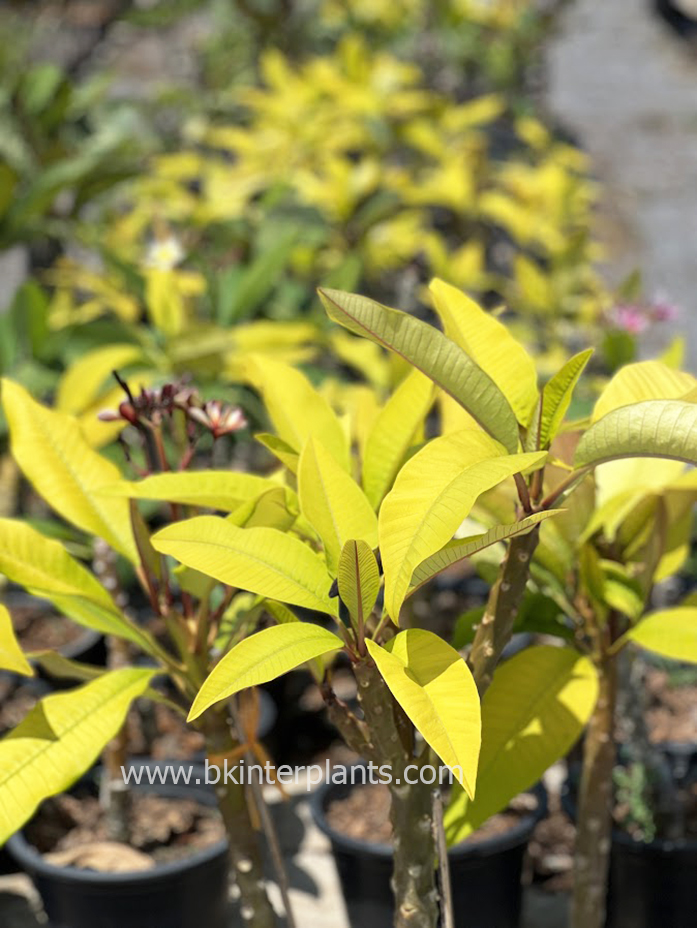 img_2748.jpg Plumeria Poung Roi Golden Leaf Variegated - Image 1