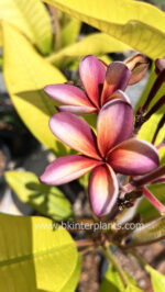 Plumeria Poung Roi Golden Leaf Variegated - Image 2