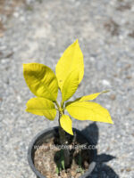 Plumeria Poung Roi Golden Leaf Variegated - Image 3