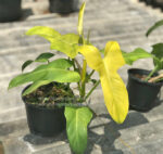 Philodendron Violin Yellow - Image 2