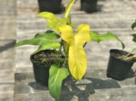 Philodendron Violin Yellow