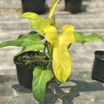 Philodendron Violin Yellow