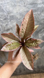 Plumeria Pink Leaf Variegated - Image 2