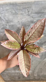 Plumeria Pink Leaf Variegated - Image 3