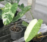 Philodendron Jose Buano Variegated - Image 2