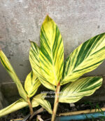 Variegated Shell Ginger