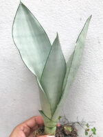 Sansevieria " Trifasciata Moonshine " - Image 2