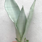 Sansevieria " Trifasciata Moonshine "