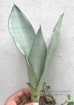Sansevieria " Trifasciata Moonshine "