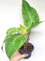 Philodendron Lady Paint Variegated - Image 4