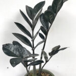 Zamioculcas zamifolia Super Black