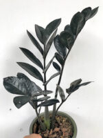 Zamioculcas zamifolia Super Black